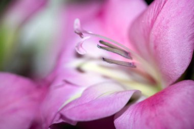 Çiçeğin kapanışı, arka plan için tüm fotoğrafı çekiyor.