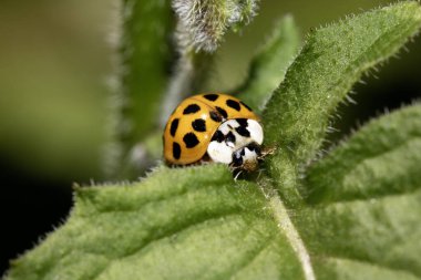 İngiliz uğur böceği ya da uğur böceğinin vahşi doğadaki görüntüsü.