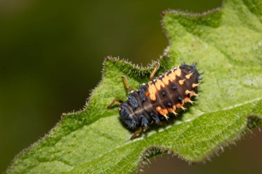 Bir Harlequin Larvası 'nın yakınına uğur böceği.