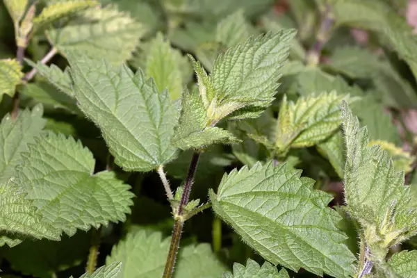 Bahçeye yakın, ısırgan otları bahçeye sokulmuş.