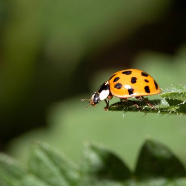 İngiliz uğur böceği ya da uğur böceğinin vahşi doğadaki görüntüsü.