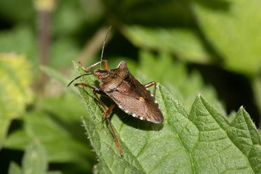 Yaprağın üzerinde bir Kalkan Böceği Ormanı Böceği 'ne yaklaş.