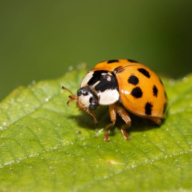 İngiliz uğur böceği ya da uğur böceğinin vahşi doğadaki görüntüsü.