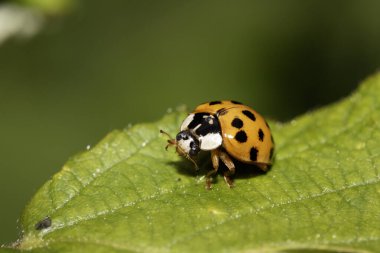 İngiliz uğur böceği ya da uğur böceğinin vahşi doğadaki görüntüsü.
