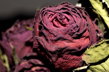 Siyah arkaplanı olan kurumuş kırmızı gülleri kapat.