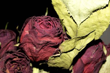 Siyah arkaplanı olan kurumuş kırmızı gülleri kapat.