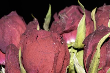 Siyah arkaplanı olan kurumuş kırmızı gülleri kapat.