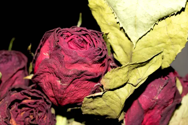 Siyah arkaplanı olan kurumuş kırmızı gülleri kapat.