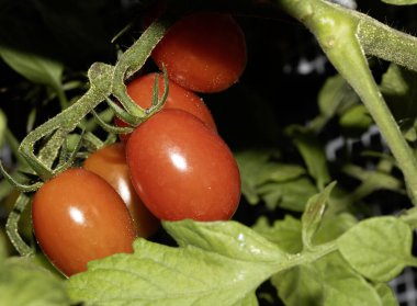 Kırmızı domatesli yakın plan domates. Taze yetişmiş.