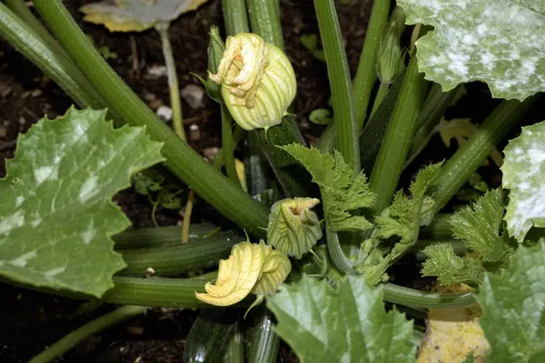 Çiçekli ve sebzeli ev yapımı kabak bitkisi.