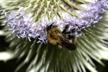 Mor çiçekli deve dikeni bitkisinin yakınında, üzerinde arı olan polenleri topluyor.