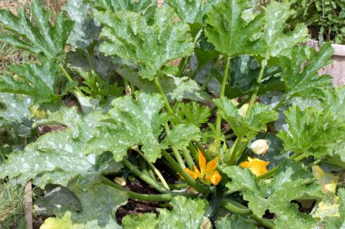 Ev yapımı sebze bahçesinin yanında kabak ve balkabağı bitkileri yetiştiriliyor.