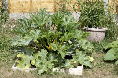 Ev yapımı sebze bahçesinin yanında kabak ve balkabağı bitkileri yetiştiriliyor.