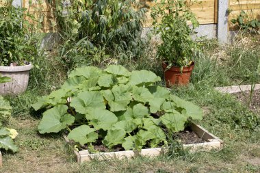 Ev yapımı sebze bahçesinin yanında kabak ve balkabağı bitkileri yetiştiriliyor.