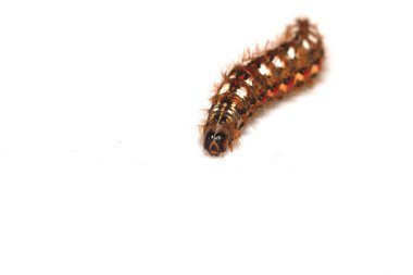 Beyaz bir arka planda kelebeğin tırtıl dişine yakın dur.