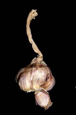 Siyah arka planda büyük bir Fransız mor sarımsak soğanı.