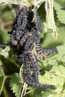 Isırgan otlarının üzerindeki tırtıl sürüsü.
