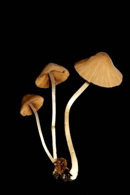 İzole edilmiş Siyah Arkaplanda Küçük Vahşi Kahverengi Mantar Mantarları