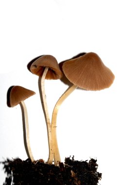 İzole edilmiş beyaz arka planda küçük, kahverengi mantar mantarları.