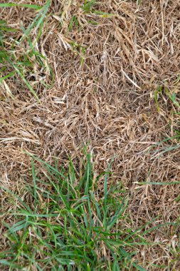 Hortum yasağından sonra kuru çimenleri yabani otlarla kapatıyoruz.