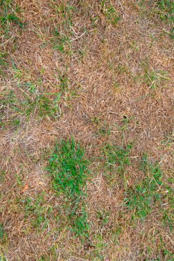 Hortum yasağından sonra kuru çimenleri yabani otlarla kapatıyoruz.