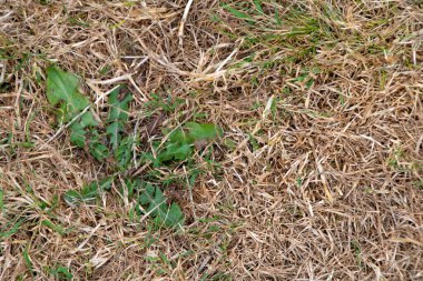 Hortum yasağından sonra kuru çimenleri yabani otlarla kapatıyoruz.