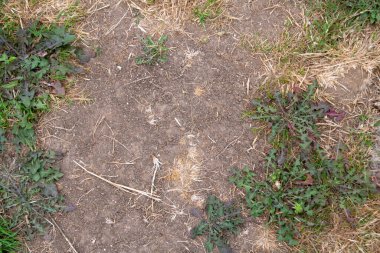 Hortum yasağından sonra kuru çimenleri yabani otlarla kapatıyoruz.