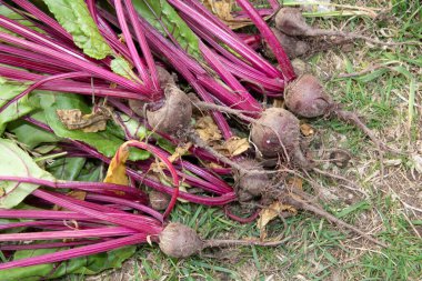 Taze pancar kökü, saplı ve yapraklı bahçe hasadı.