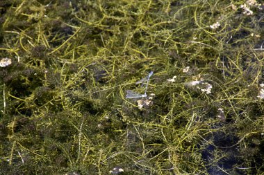 Su nilüferlerini ve gölet otlarını büyük bir göle kapatın.