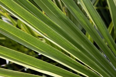 Ağaçtaki büyük tropikal palmiye yaprakları