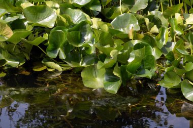 Su nilüferlerini ve gölet otlarını büyük bir göle kapatın.