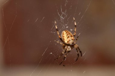 Bir İngiliz bahçe örümceğinin ağı üzerinde korkunç yiyecekler için bekliyor.