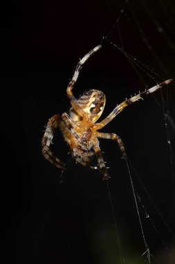 Bir İngiliz bahçe örümceğinin ağı üzerinde korkunç yiyecekler için bekliyor.