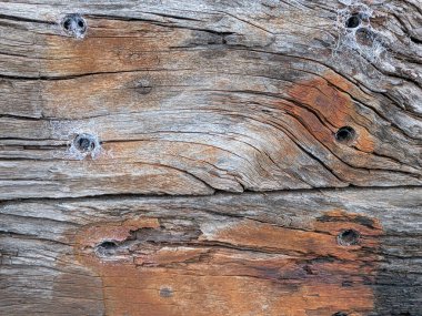 Kalıplaşmış ahşap çatallar ve derin tahıllar.