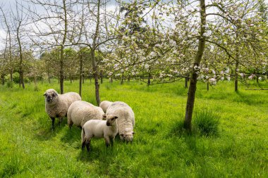 Agroforestry, sheep farming in an apple orchard. Seine-Maritime, France, May 17, 2023 clipart