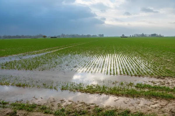 stock image Flooded wheat field following heavy rains in autumn. Flasks of water. Cloudy weather. France, Normandy, December 2022