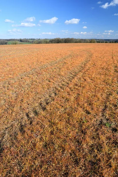 Orange field after treatment of grass with application of weedkiller Glyphosate. Normandy, France, March 2021