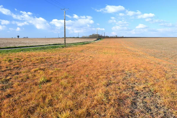 Orange field after treatment of grass with application of weedkiller Glyphosate. Normandy, France, March 2021