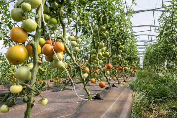 Organic market gardening, ecological farm. Growing organic tomatoes in a greenhouse. Normandy, France, July 20, 2021