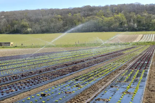 Market gardening. Automatic system for Irrigation of salads because of a water deficit. Normandy, France, April 2020