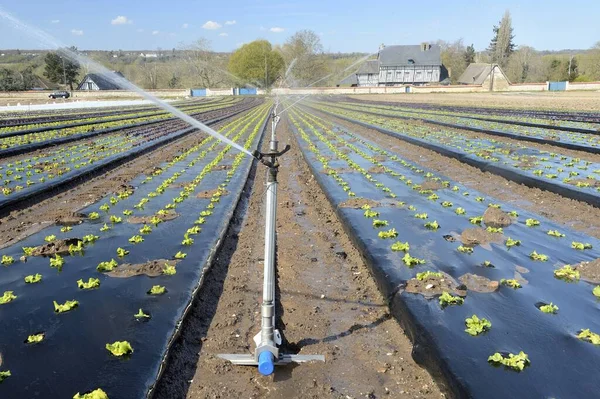 Market gardening. Automatic system for Irrigation of salads because of a water deficit. Normandy, France, April 2020
