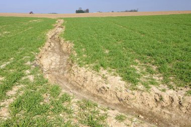Soil erosion. Formation of gullies in a wheat field due to runoff of rainwater. Normandy, France, July 2013 clipart