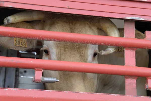 stock image Transport of live animals in cattle truck towards the slaughterhouse. Bovine, cow, beef behind bars. Seine-Maritime, France, March 2010