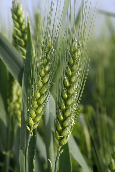 stock image Winter barley field at the heading stage