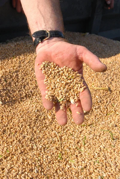 Wheat harvest. Grain in the hand of a Farmer