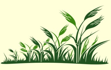 Mısır tarlası. Tarlada filizlenen tatlı mısırın temsili