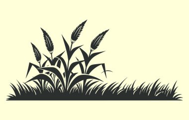 Mısır tarlası. Tarlada filizlenen tatlı mısırın temsili