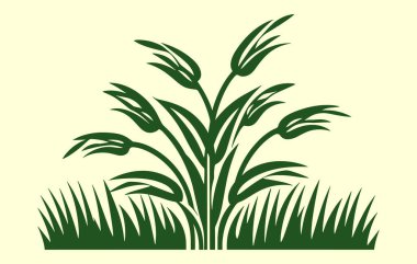 Mısır tarlası. Tarlada filizlenen tatlı mısırın temsili