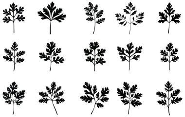 Maydanoz ya da kişniş yapraklı siluet. Bitki deseninin tasarımı için elementler