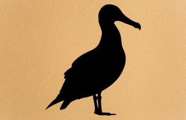 Kuş albatrosunun siluetleri, albatros siluet vektör çizimi